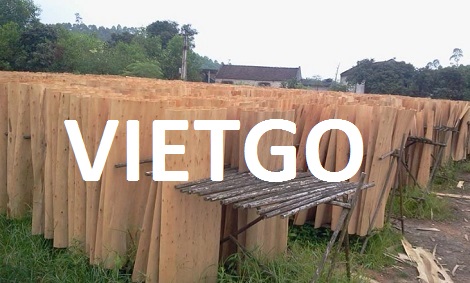 Ván bóc gỗ bạch đàn Vietgo Ván bóc gỗ bạch đàn Vietgo